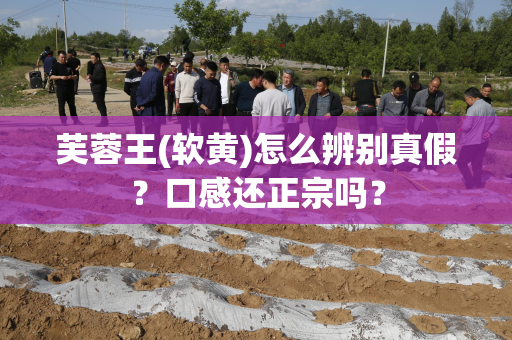 芙蓉王(软黄)怎么辨别真假？口感还正宗吗？